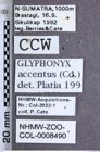 Etikette zu Silesis accentus (NHMW-ZOO-COL-0008490)